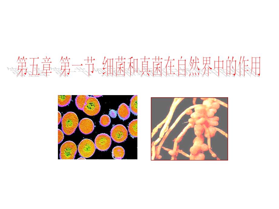 人教版八上细菌和真菌在自然界中的作用课件_第1页