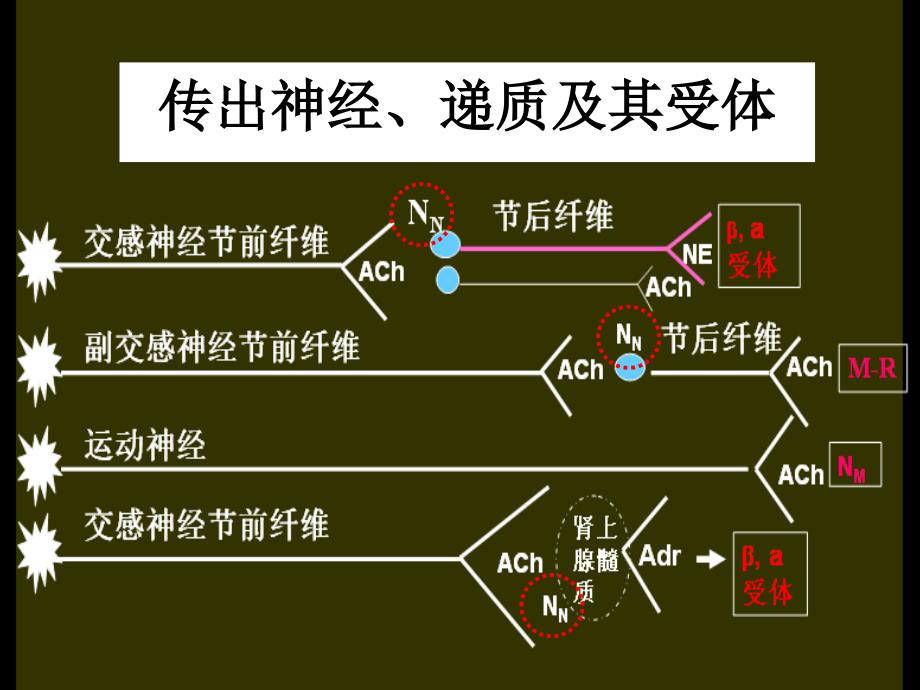 胆碱受体激动药与抗胆碱酯酶药liu课件_第1页