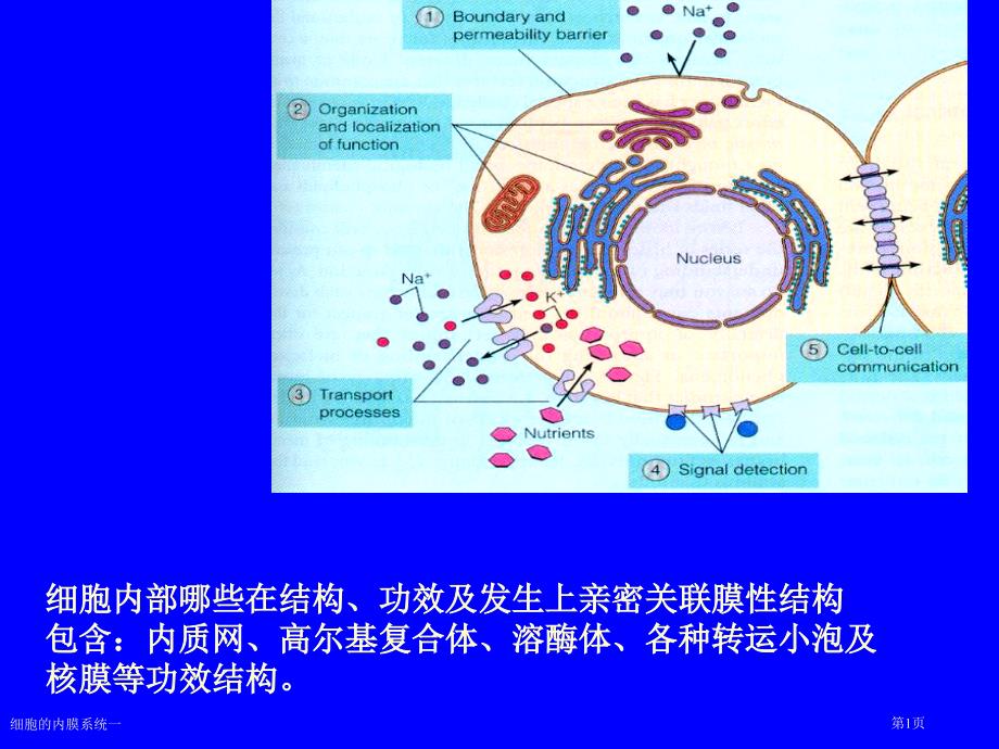 細胞的內(nèi)膜系統(tǒng)一_第1頁