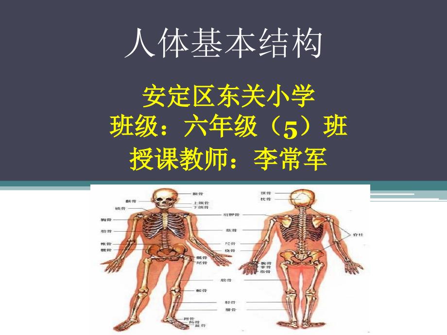 人体基本结构课件_第1页