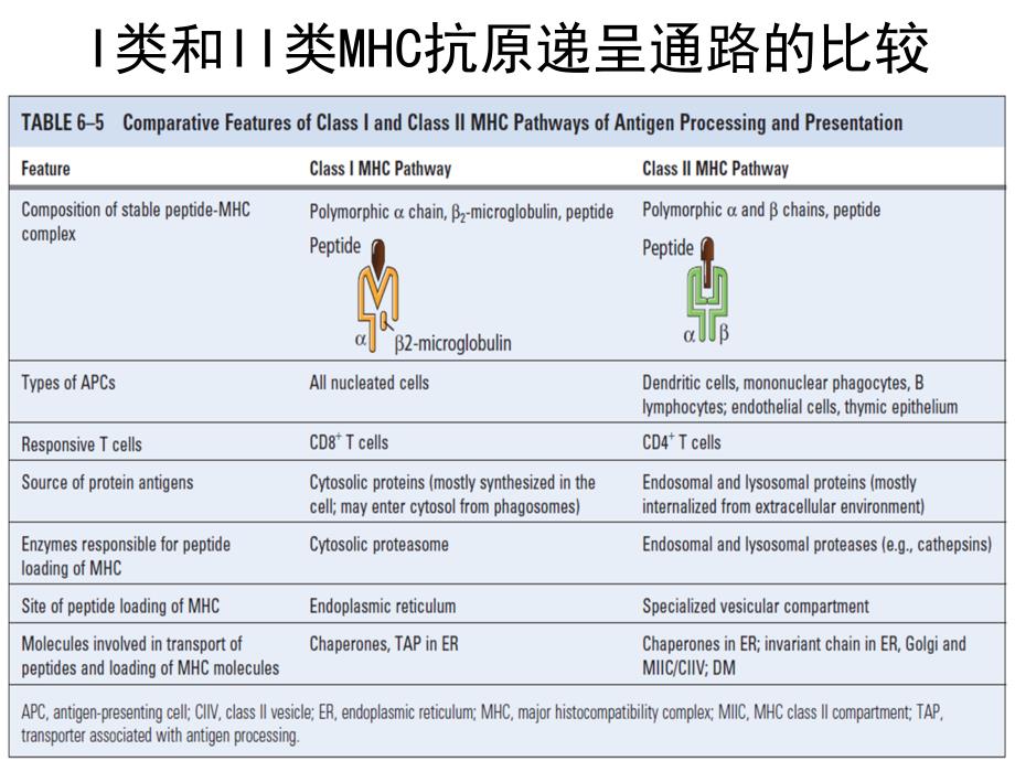 免疫学B细胞发育活化分化与效应机制课件_第1页