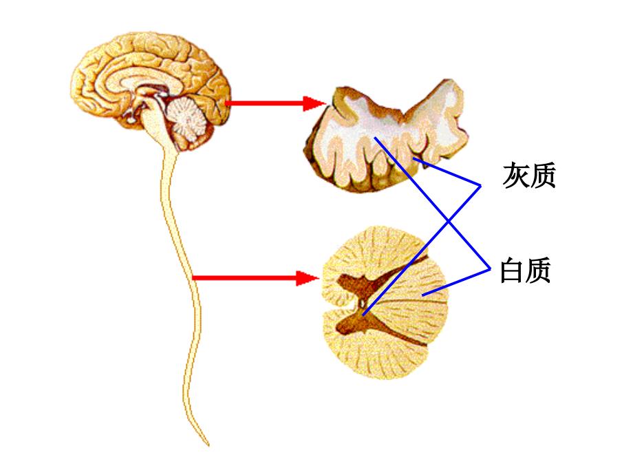 人脑的结构与功能教学课件_第1页