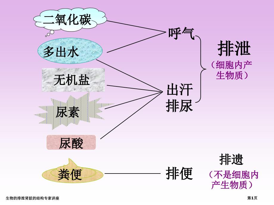 生物的排泄肾脏的结构专家讲座_第1页