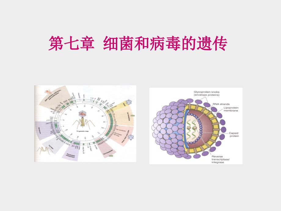 细菌和病毒的遗传(3)_第1页