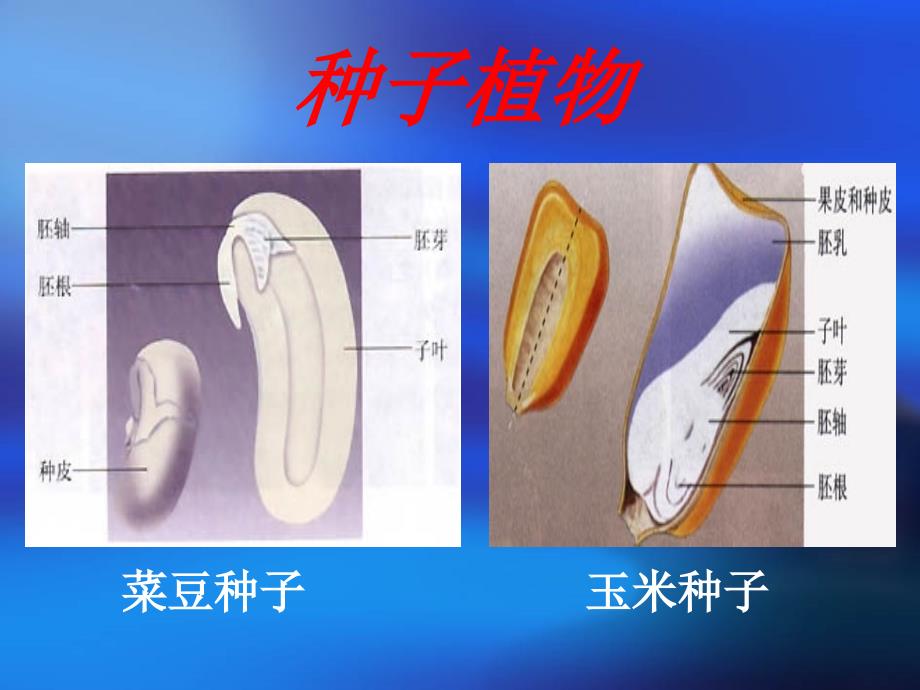 海椰子的雄花和种子课件_第1页