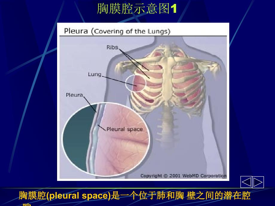 胸腔积液第六版课件_第1页