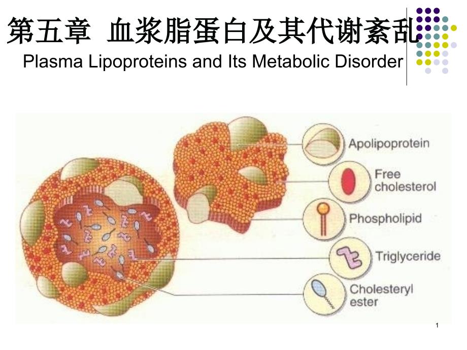 血浆脂蛋白及其代谢紊乱_第1页