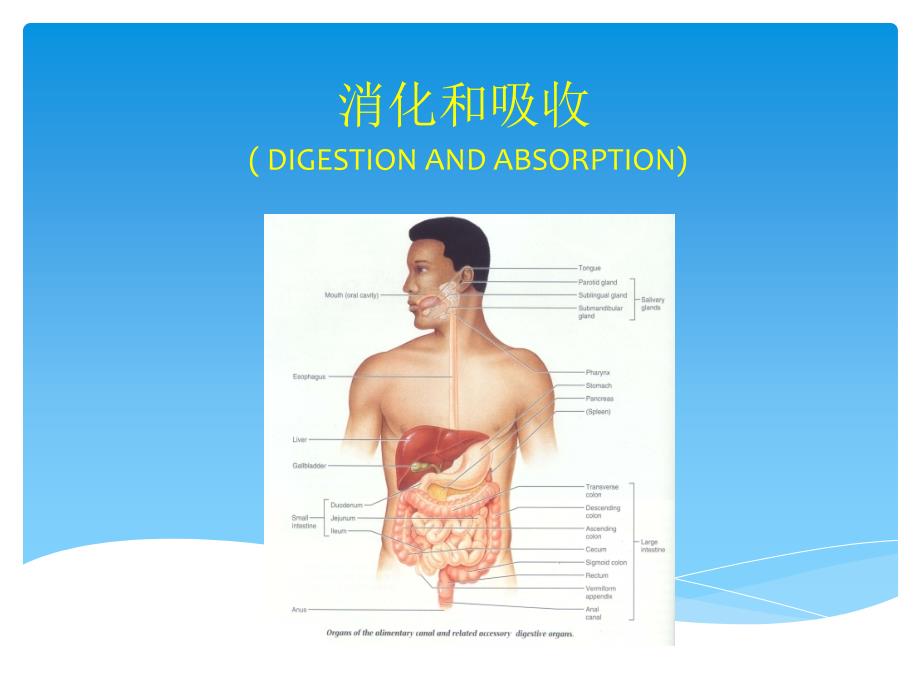 消化和吸收生理资料课件_第1页