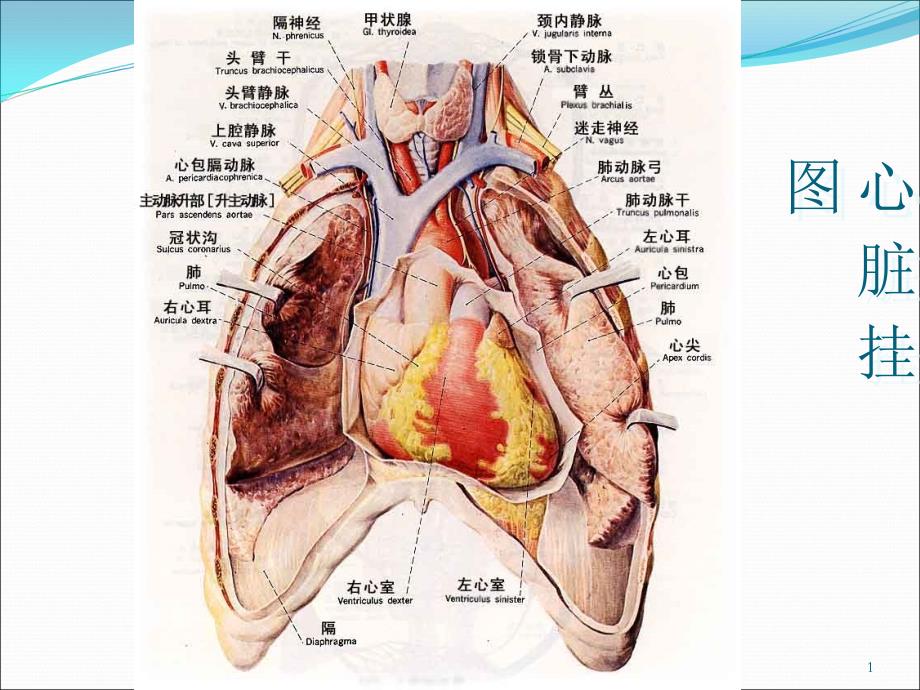 心力衰竭如何合理用药课件_第1页