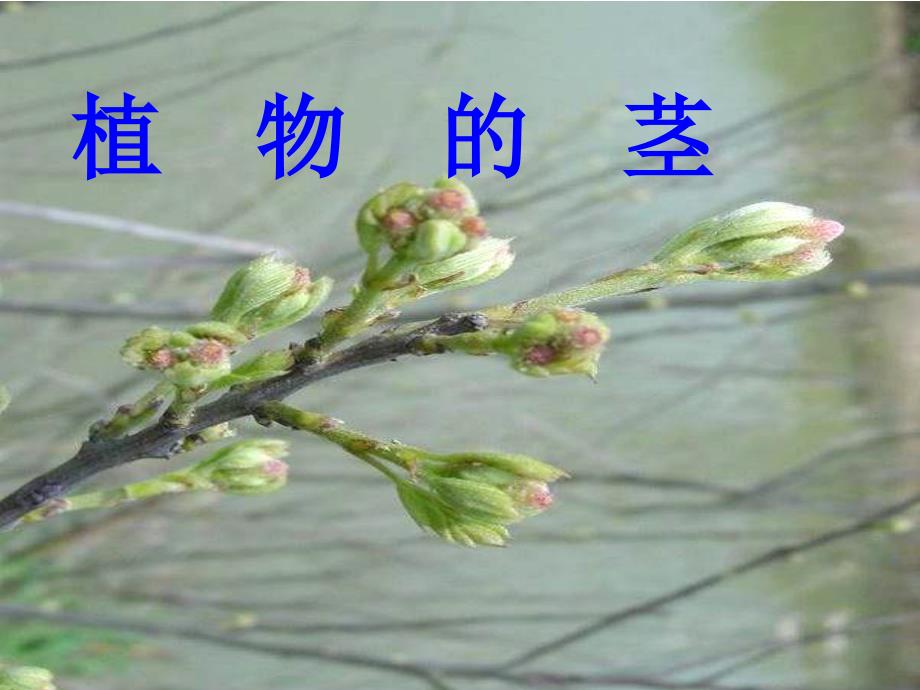 青岛版四年级科学上册12植物的茎_第1页