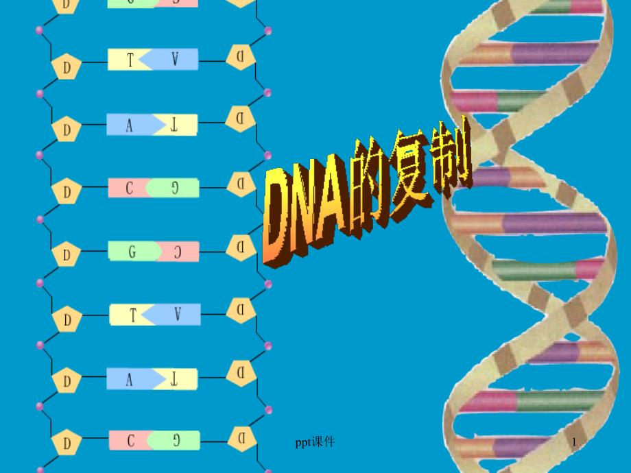 DNA的半保留复制--课件_第1页