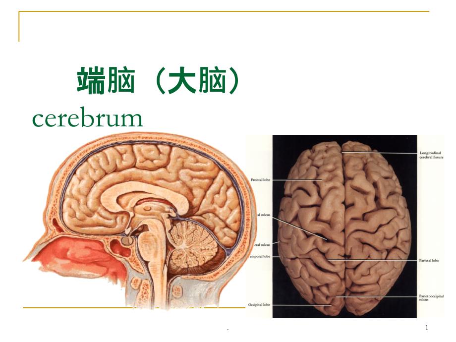 大脑教学讲解课件_第1页