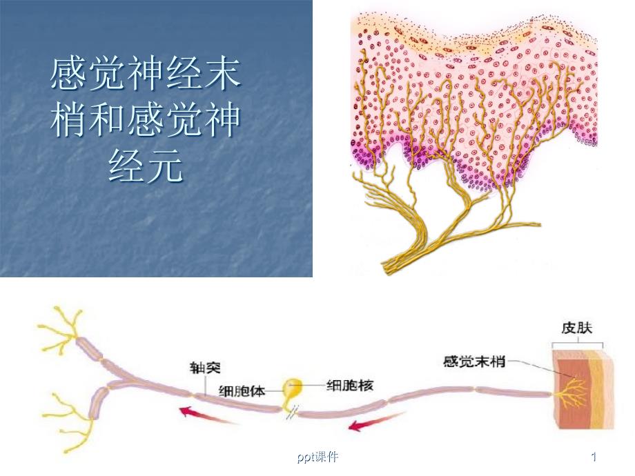 局部麻醉药--课件_第1页