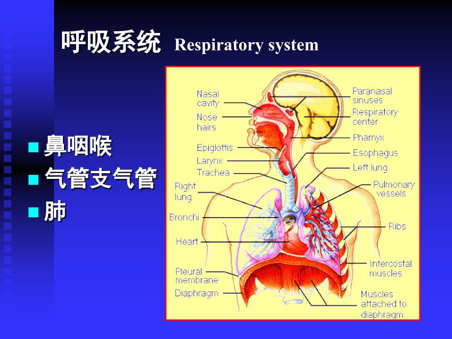 呼吸系统Respiratory system_第1页