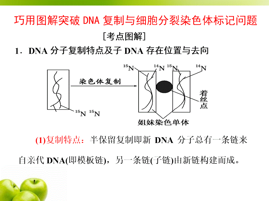 必修巧用图解突破DNA复制与细胞分裂中染色体标记问题课件_第1页