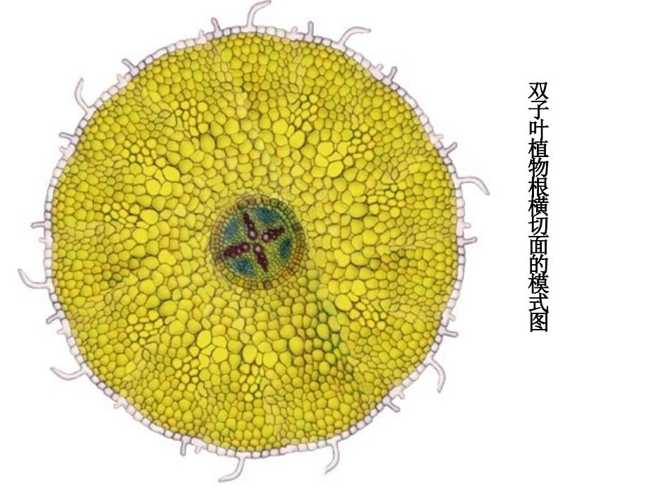 双子叶植物根横切面的模式图课件_第1页