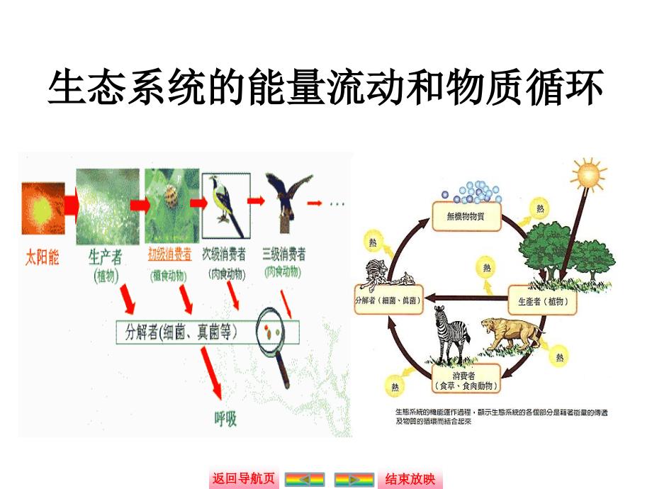 生态系统能量流动和物质循环分析课件_第1页