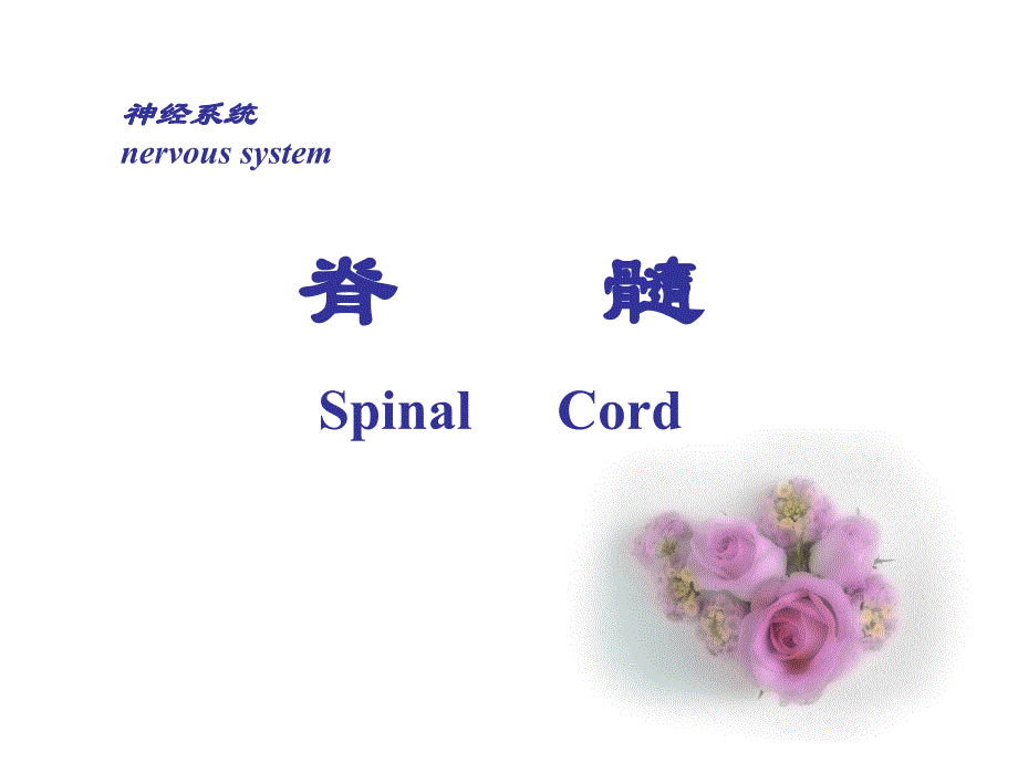 脊髓spinal cord_第1页