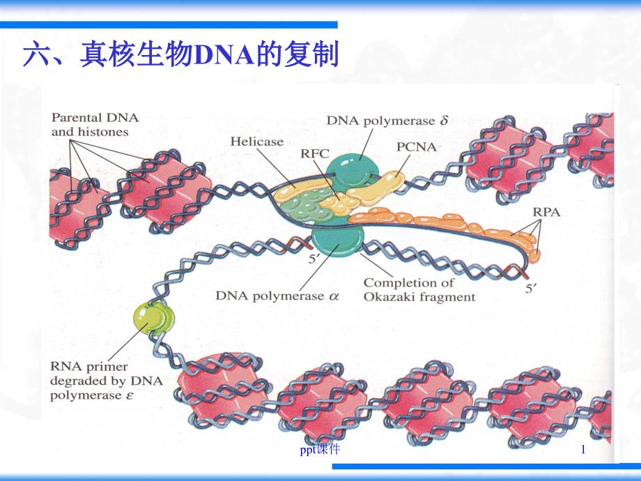 生物化学--DNA的复制和修复--课件_第1页