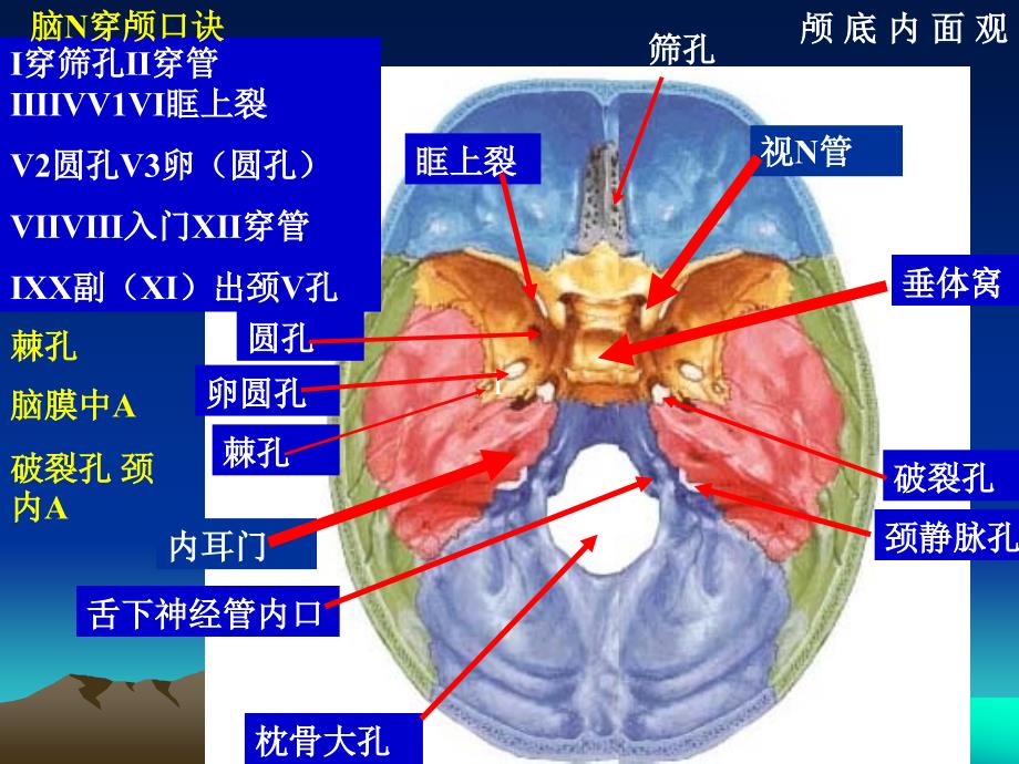 颅底中英文孔口诀_第1页