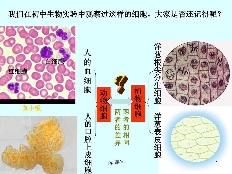 细胞的多样性和统一性(市级公开课)--课件_第1页