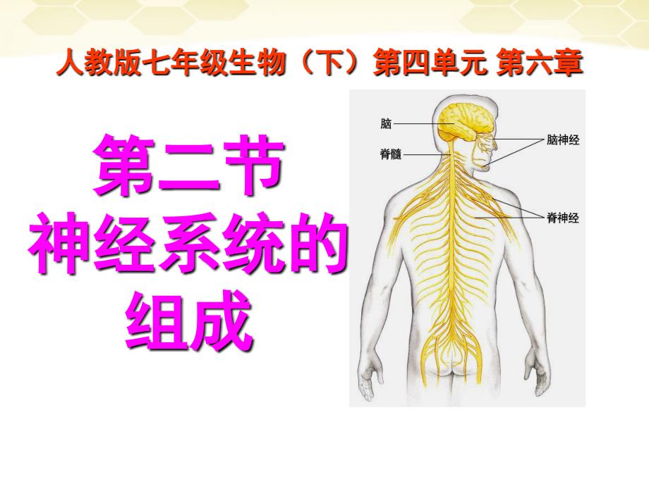 _神经系统的组成课件_第1页