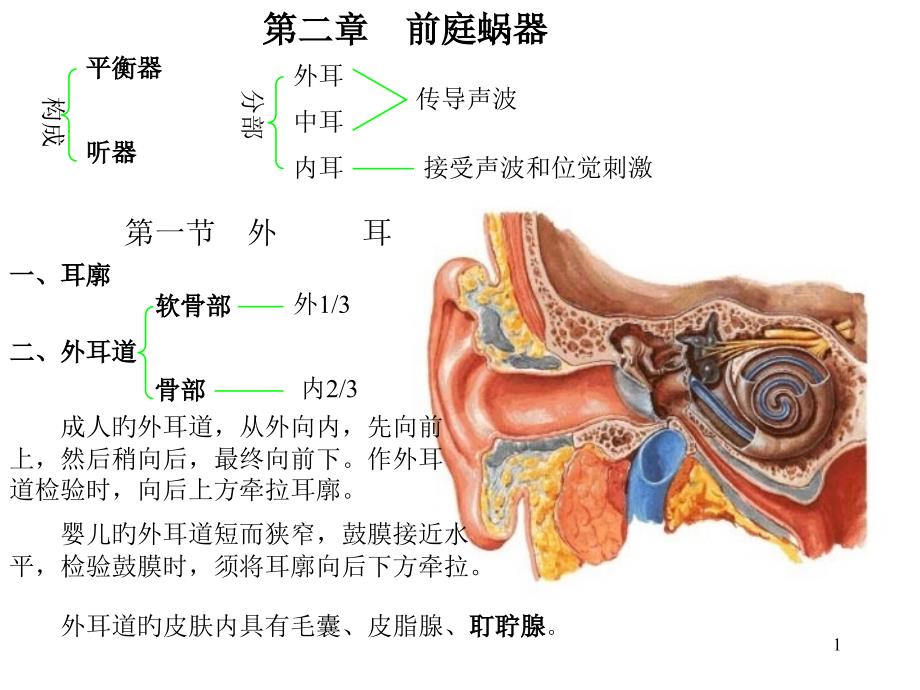 耳解剖图医疗_第1页