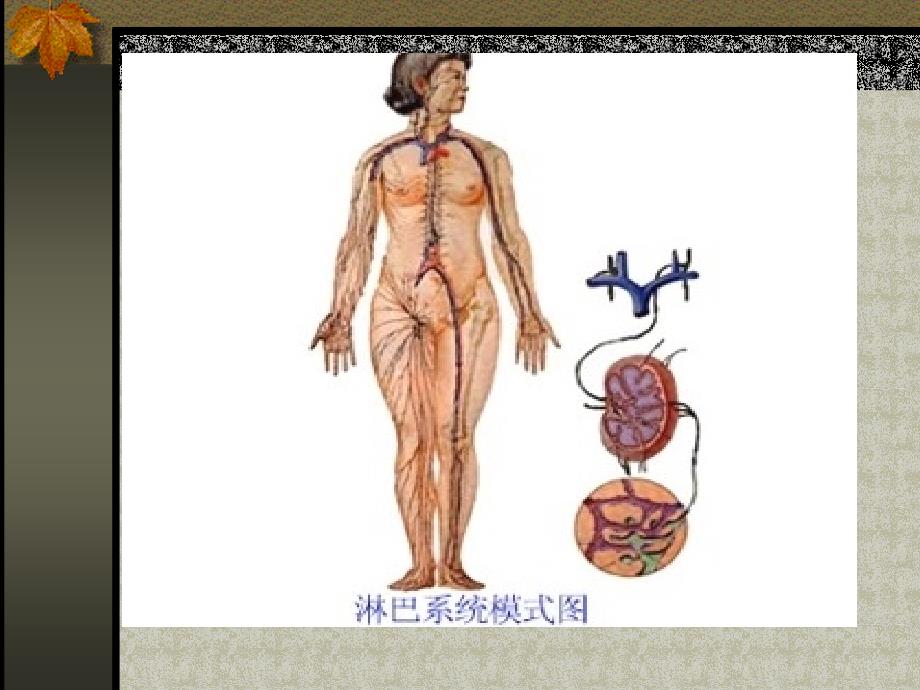 淋巴免疫系统_第1页