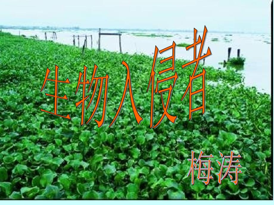 生物入侵者_____公开课(定稿)_第1页