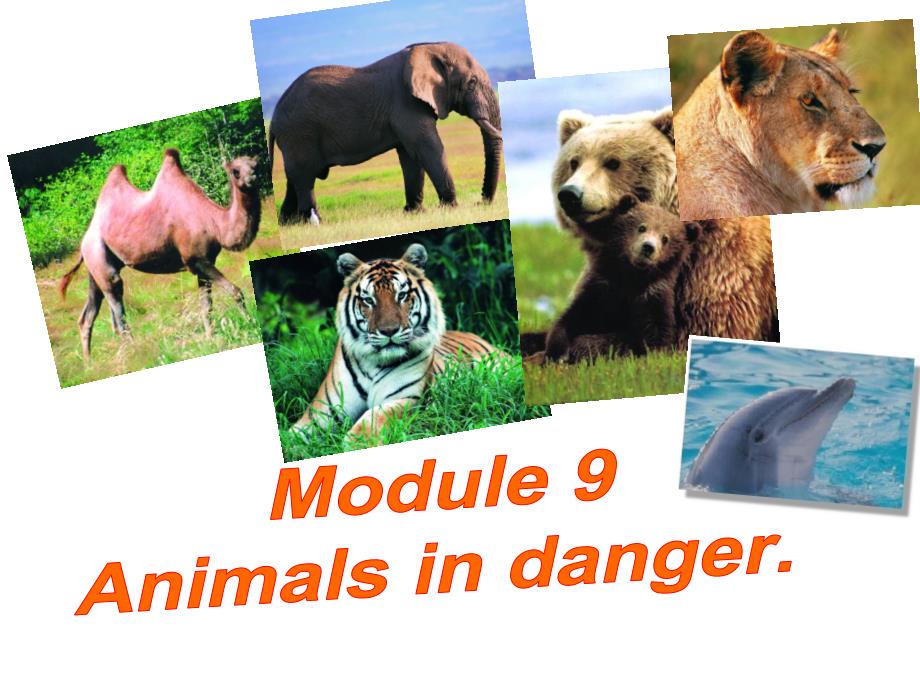 M9Weneedtoprotectanimals公开课_第1页