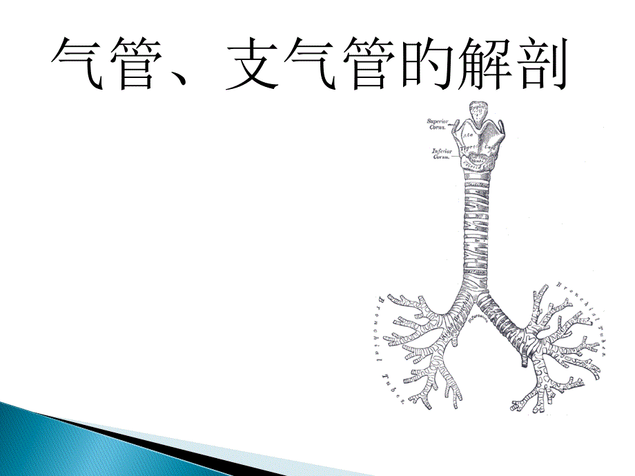 气管支气管解剖_第1页