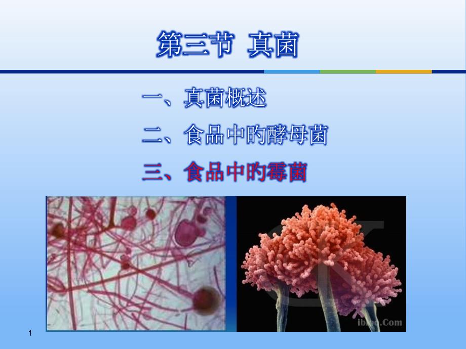 微生物的形态和分类_第1页