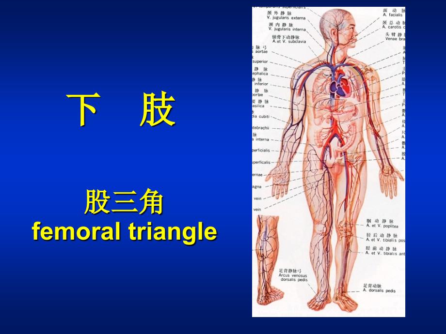 局解下肢股三角_第1页