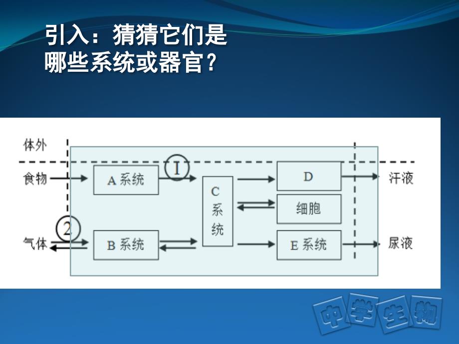 泌尿系统结构和尿液形成过程_第1页