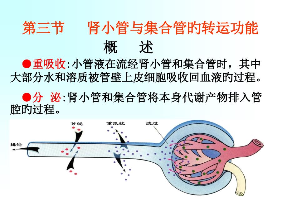 肾小管与集合管的转运功能_第1页