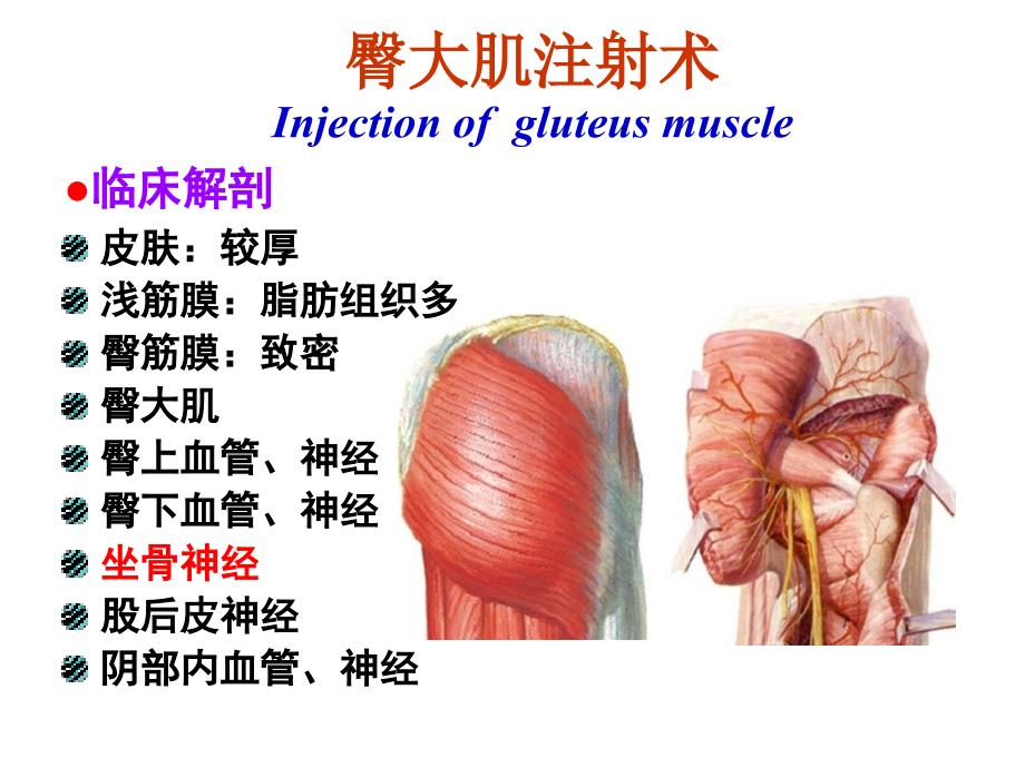 臀肌注射的解剖基础_第1页