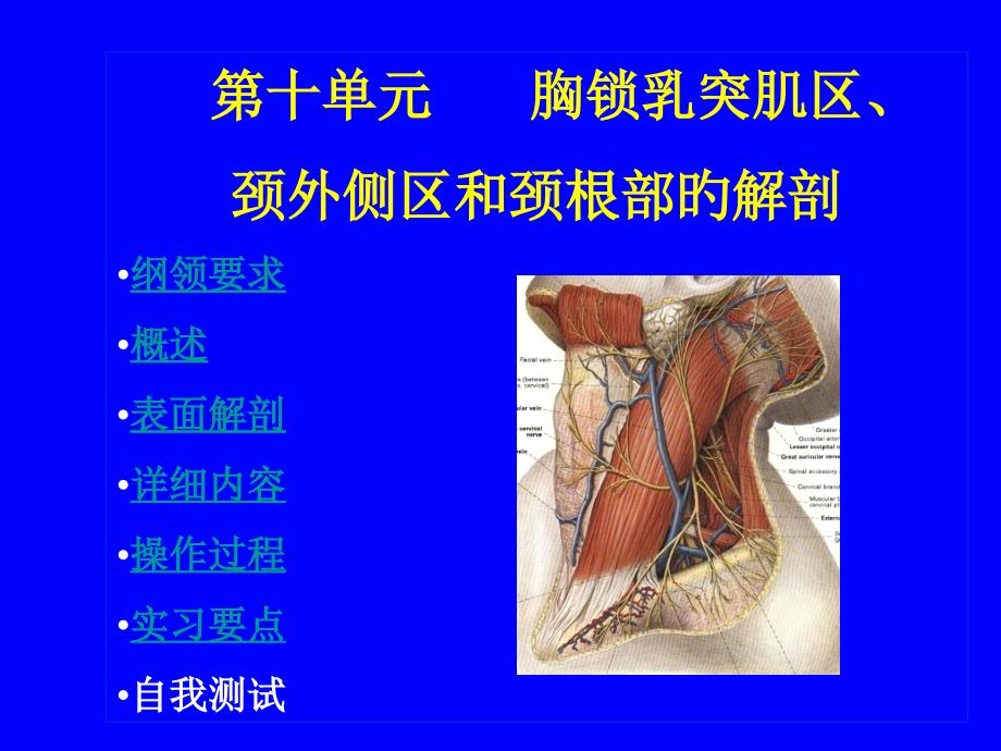 胸锁乳突肌区颈外侧区和颈根部_第1页