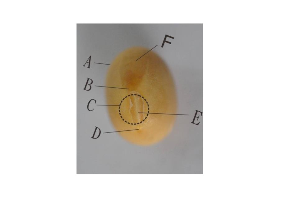 黄豆毛豆解剖图_第1页