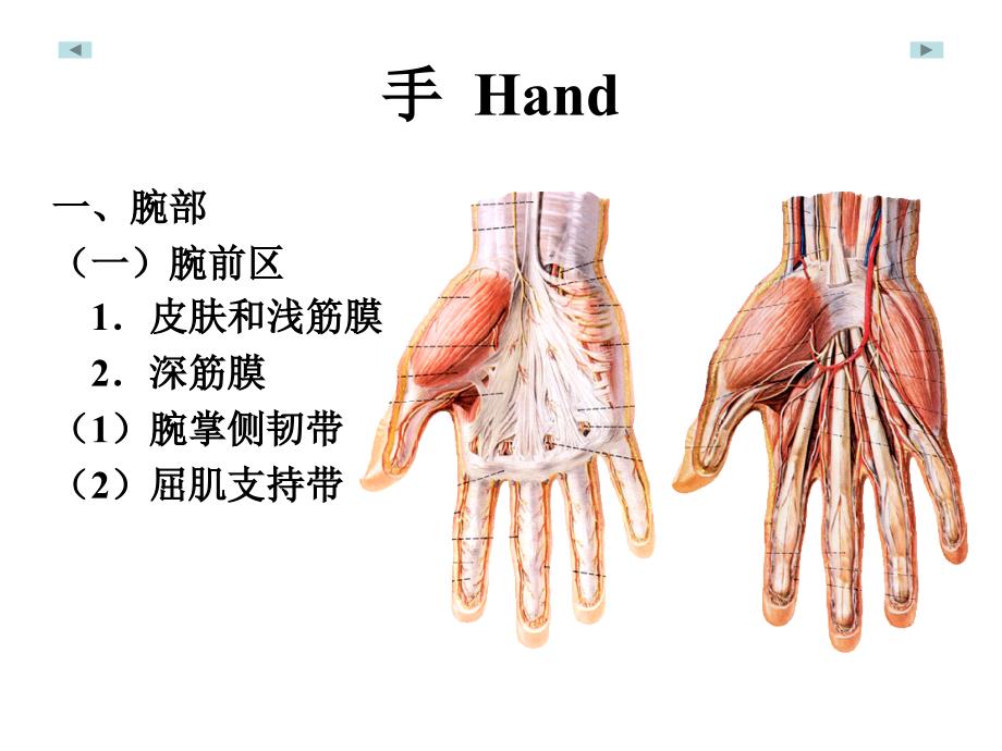 手局部解剖学_第1页