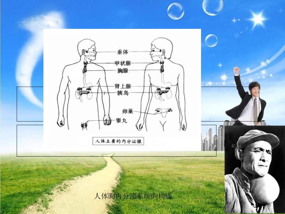 神經調節(jié)宣講_第1頁