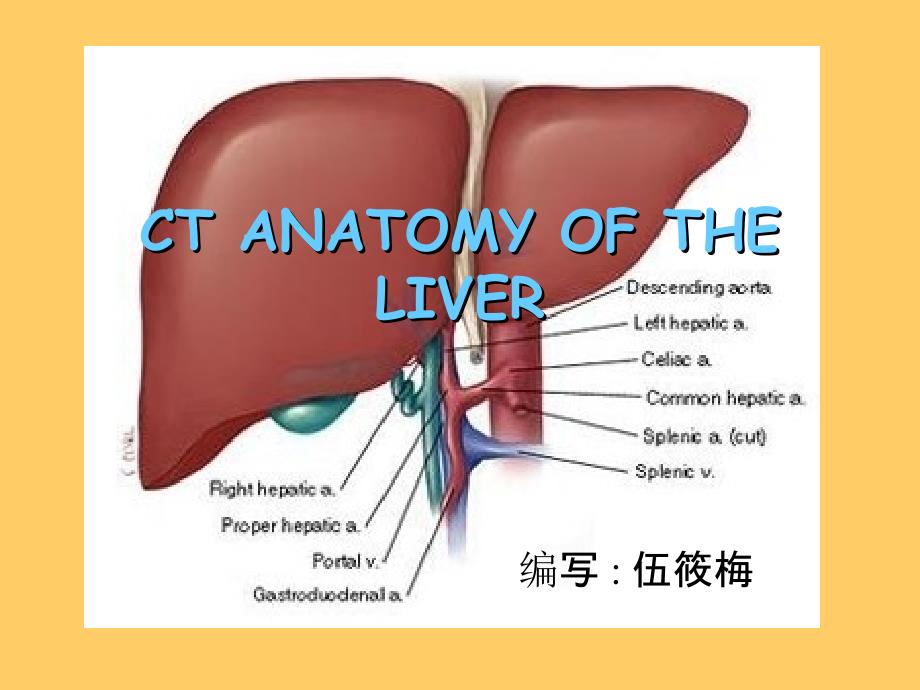 肝脏CT解剖图记忆_第1页