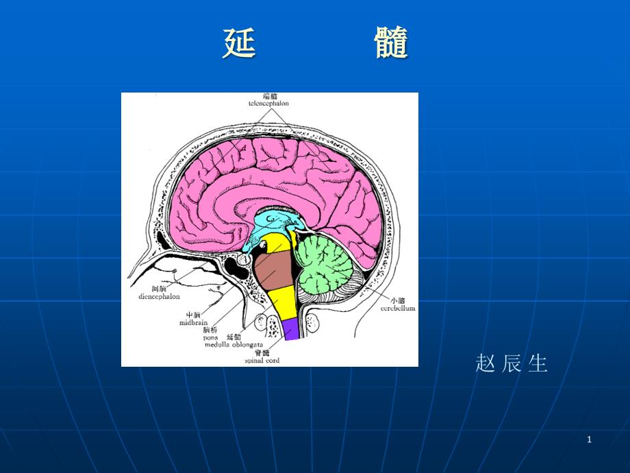 延髓医疗主题知识宣教_第1页