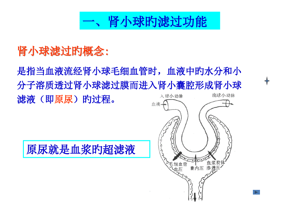 肾小球滤过功能_第1页