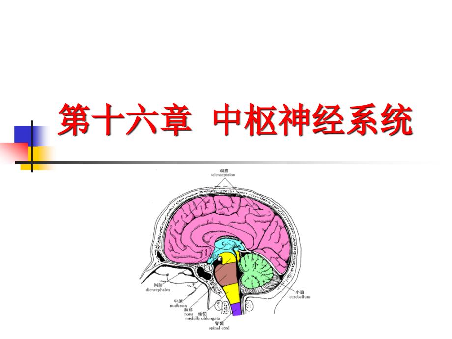 中枢神经系统解剖讲座_第1页