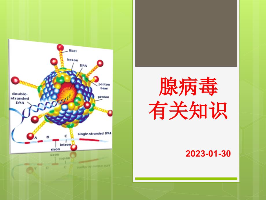 腺病毒讲解专题知识宣教_第1页