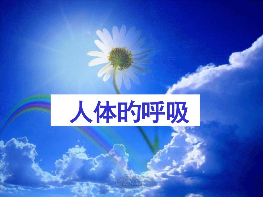 人体的呼吸复习用汇总_第1页