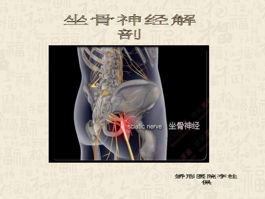 坐骨神经解剖_第1页