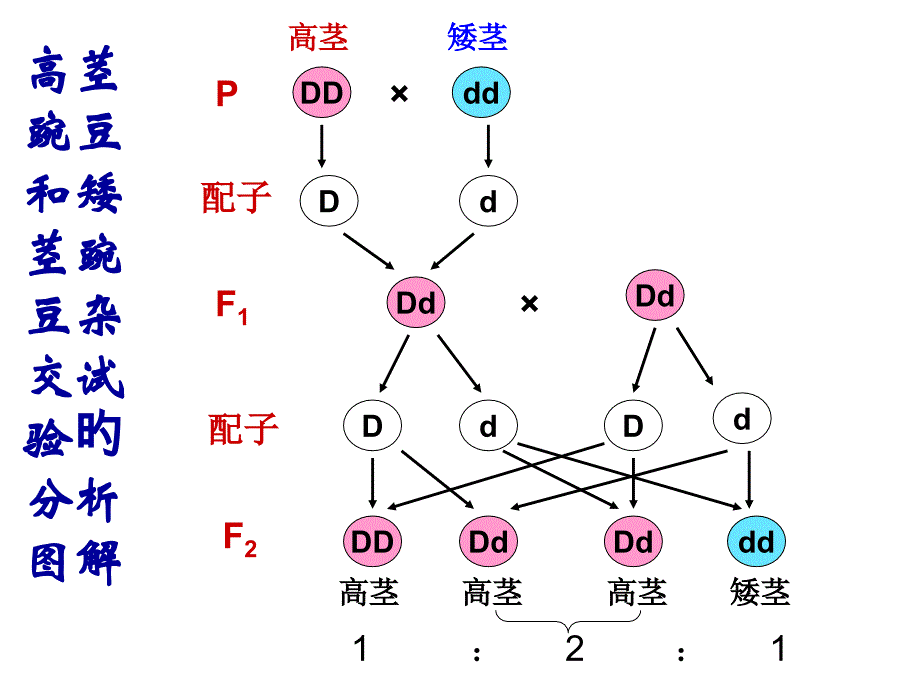 孟德尔分离定律解题思路_第1页