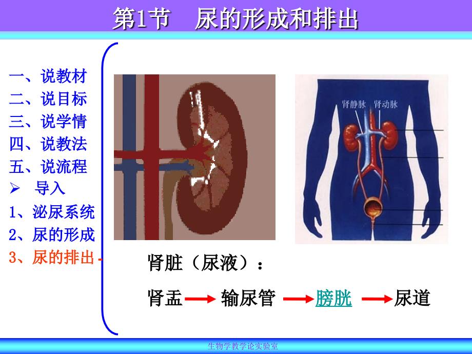 （说课）尿的形成与排出7_第1页