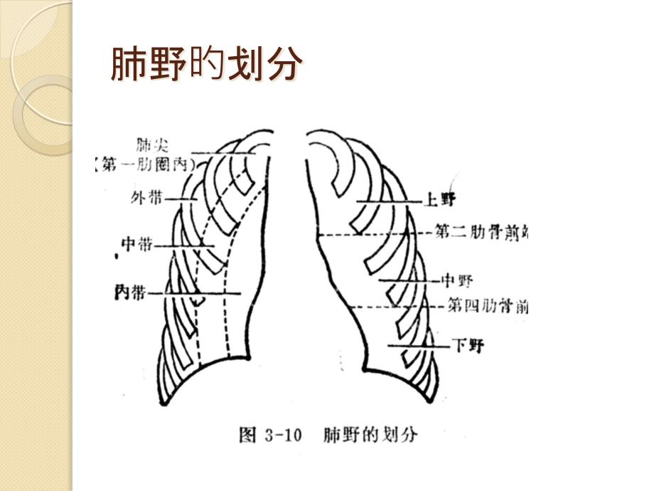 如何在CT上区分肺叶和肺段_第1页